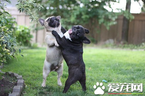 法國斗牛犬的智商 不算特別的聰明的狗狗