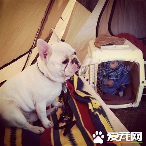 法國斗牛犬的性格 法斗性格聰明敏捷而開朗