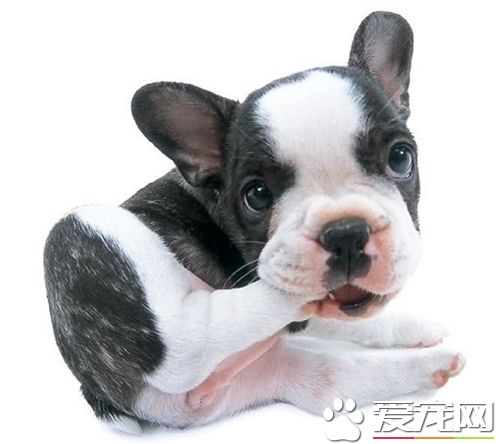 法國斗牛犬的顏色 法國斗牛犬什麼顏色好