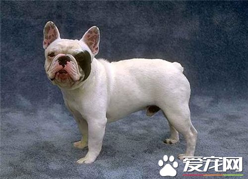 法國斗牛犬的性格 法斗性格聰明敏捷而開朗