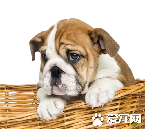 法國斗牛犬的性格 法斗性格聰明敏捷而開朗