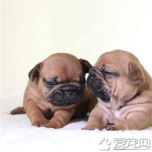 法國斗牛犬的顏色 法國斗牛犬什麼顏色好