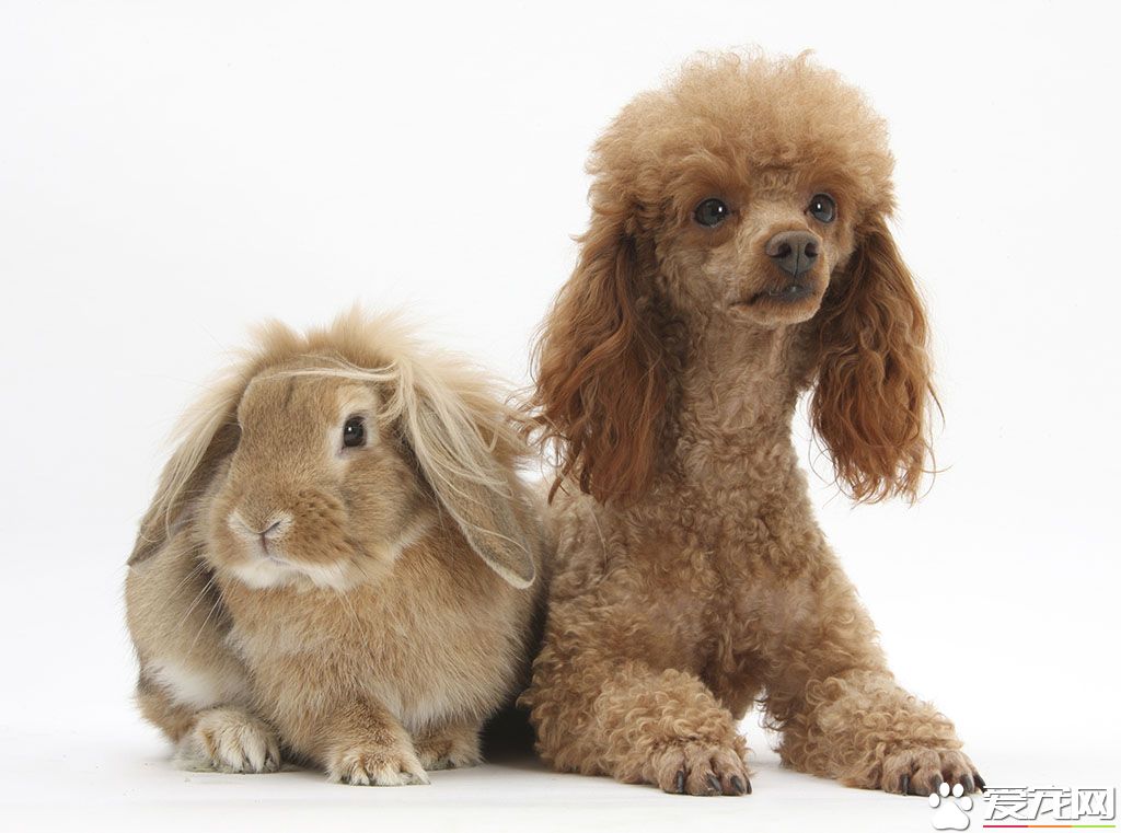 玩具貴賓犬顏色 玩具貴賓犬有五種常見顏色