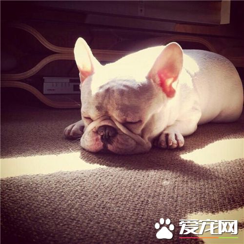 法國斗牛犬聰明嗎 法國斗牛犬智商並不高