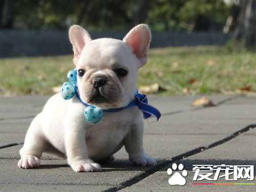 法國斗牛犬聰明嗎 法國斗牛犬智商並不高