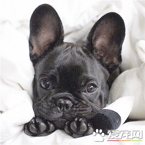法國斗牛犬聰明嗎 法國斗牛犬智商並不高