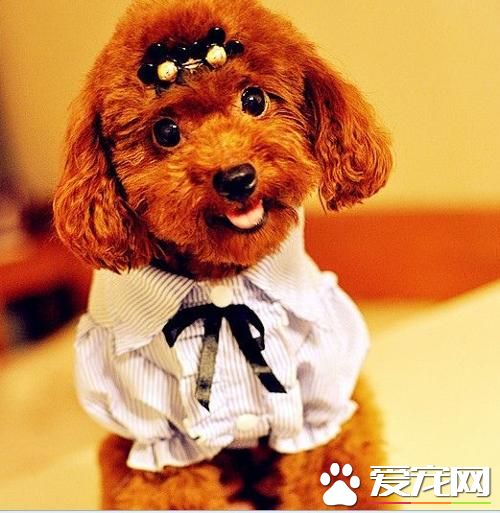 玩具貴賓犬身長 標准的肩高在20到28厘米