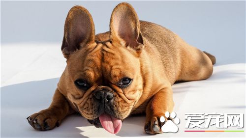 玩具貴賓犬身長 標准的肩高在20到28厘米