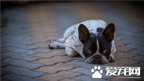 法國斗牛犬爆斑問題 法國斗牛犬美容護理