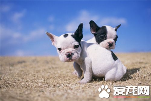 法國斗牛犬爆斑問題 法國斗牛犬美容護理