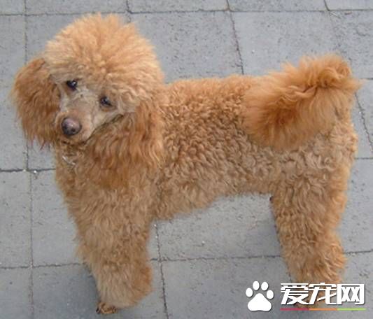 玩具貴賓犬好養嗎 取決於主人的飼養態度