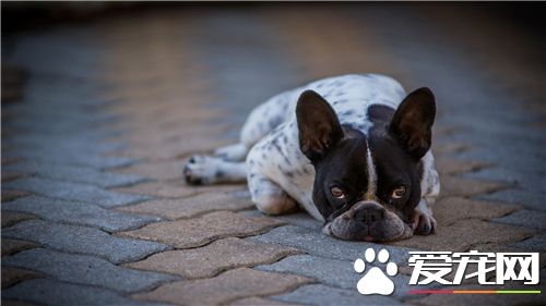 法國斗牛犬愛打架嗎 法斗已經不是那麼好斗