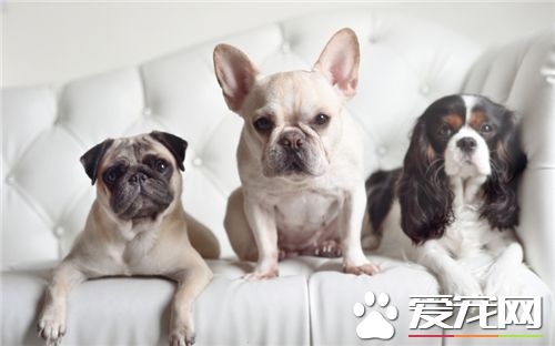 法國斗牛犬愛打架嗎 法斗已經不是那麼好斗