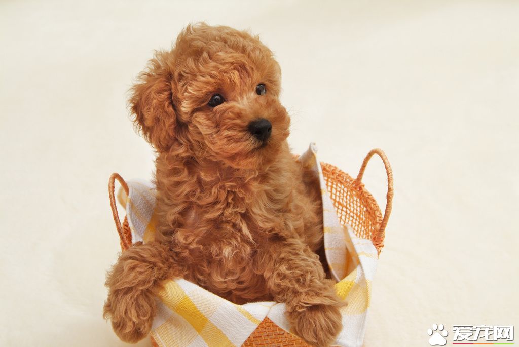 玩具貴賓犬的習性 生活習性聰明活潑