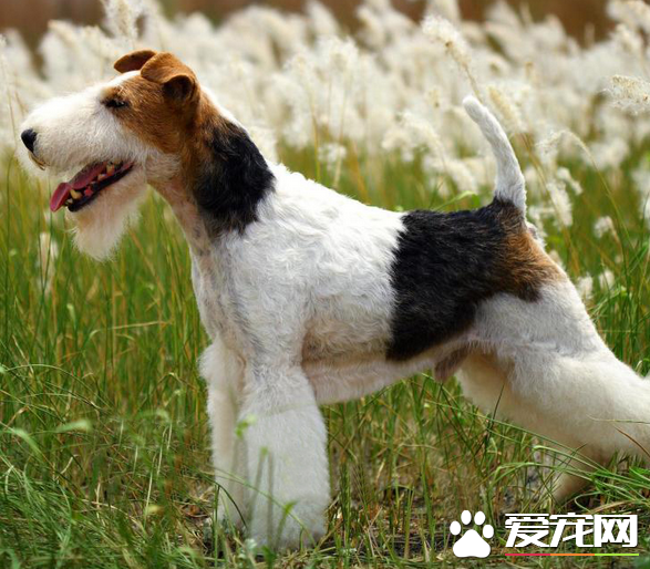 剛毛獵狐梗成犬高度 體長不應該超過12英寸