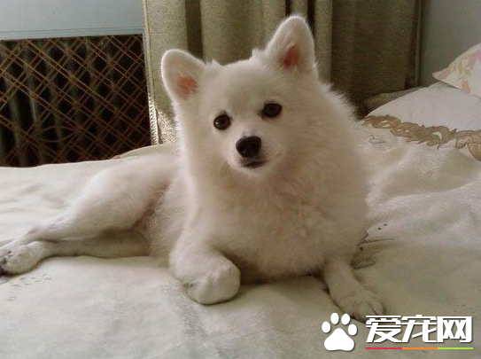 剛滿月的銀狐犬吃什麼 有專門的斷奶狗糧
