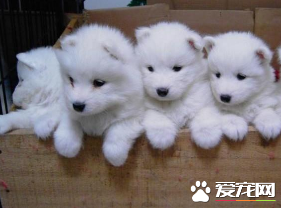 剛滿月的銀狐犬吃什麼 有專門的斷奶狗糧