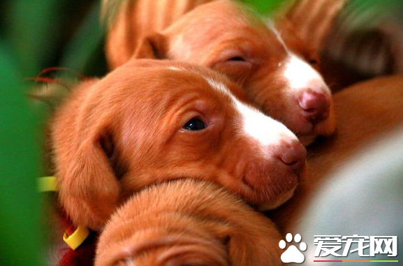 法老王獵犬粘人程度 幾乎都不怎麼粘人的