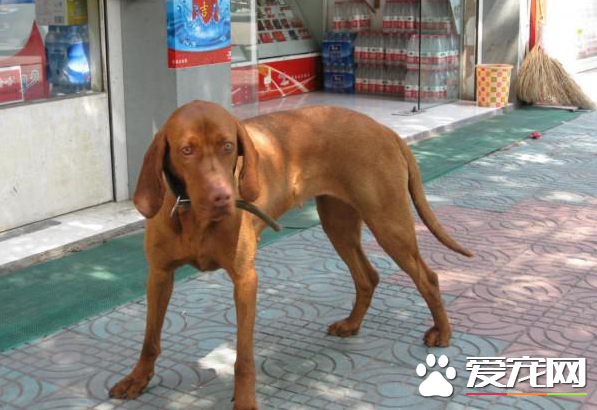 法老王獵犬粘人程度 幾乎都不怎麼粘人的