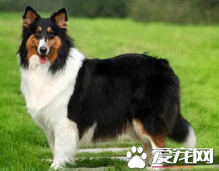 蘇格蘭牧羊犬幾歲懂事 有保護主人和兒童的意識