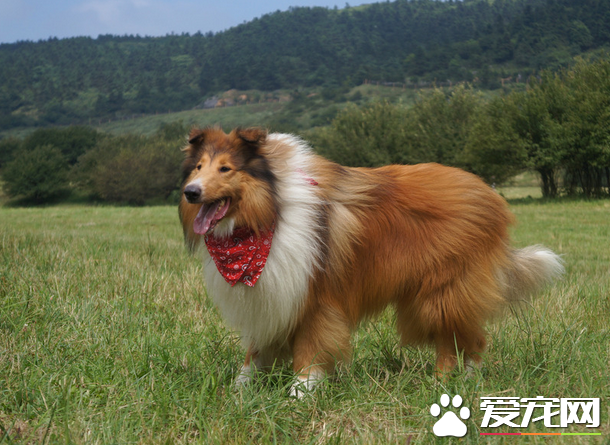 蘇格蘭牧羊犬幾歲懂事 有保護主人和兒童的意識