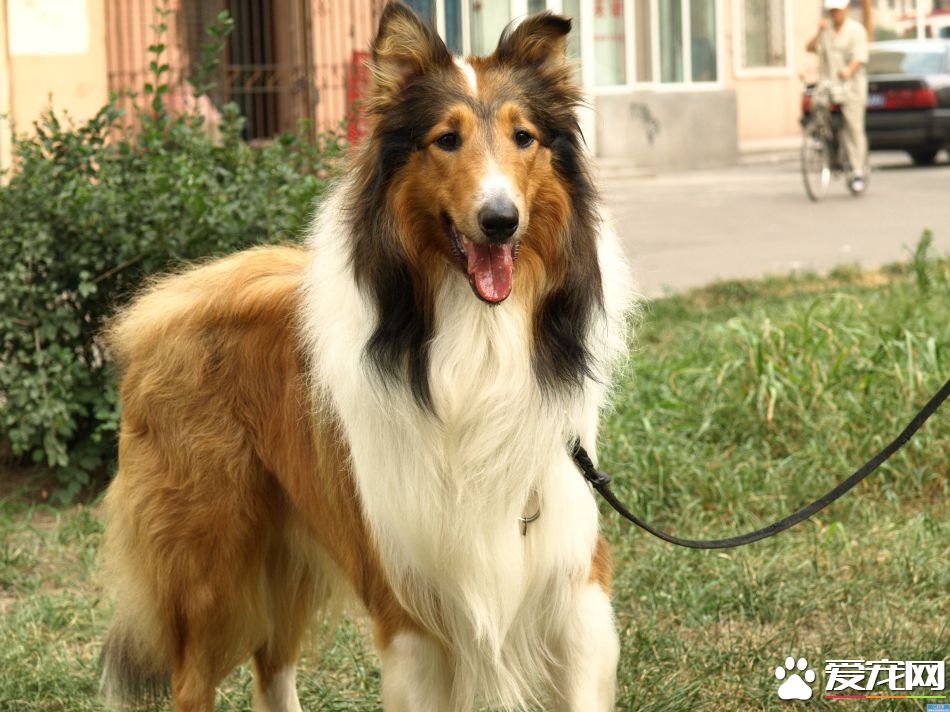 蘇格蘭牧羊犬幾歲懂事 有保護主人和兒童的意識