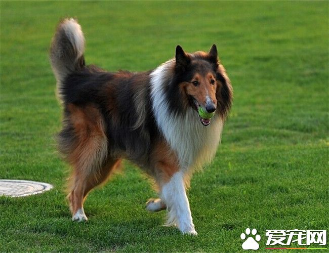 蘇格蘭牧羊犬飯量 大型犬需肉類500到600克