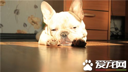 法國斗牛犬視力好嗎 如何護理法斗的眼睛