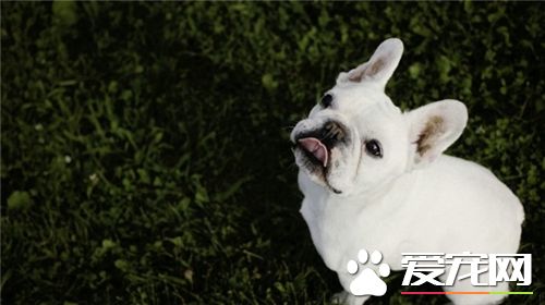 法國斗牛犬視力好嗎 如何護理法斗的眼睛