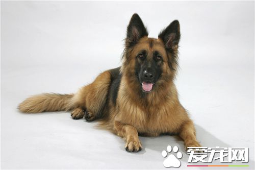 德國牧羊犬喂養方法 喂飼時間最好放在傍晚