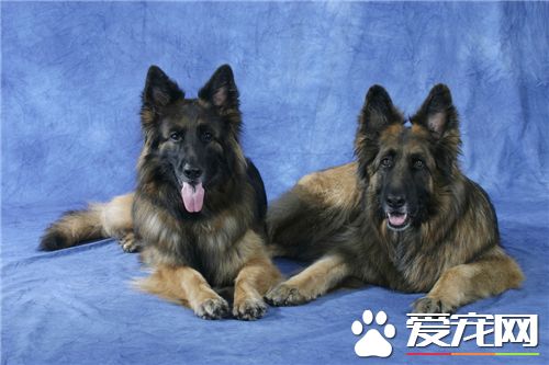 德國牧羊犬喂養方法 喂飼時間最好放在傍晚