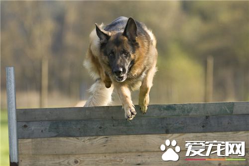 德國牧羊犬喂養方法 喂飼時間最好放在傍晚