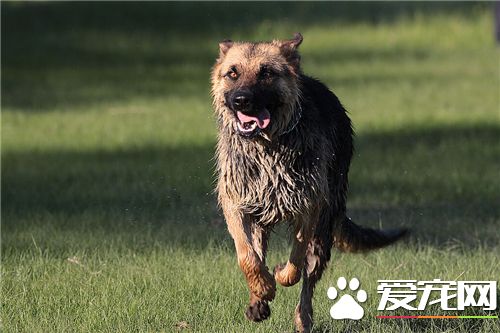 德國牧羊犬喂養的幾個要領 幼犬不宜喂牛奶