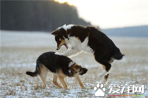 德國牧羊犬品相 德國牧羊犬品相怎麼看