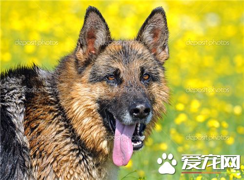 德國牧羊犬品相 德國牧羊犬品相怎麼看