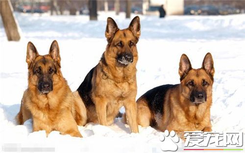 德國牧羊犬品相 德國牧羊犬品相怎麼看