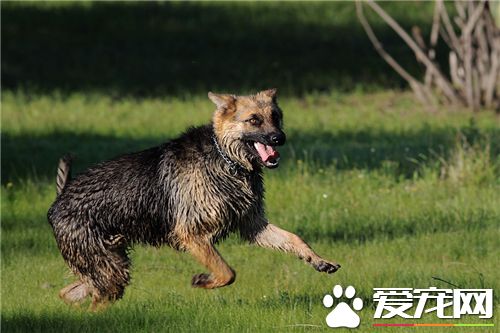 德國牧羊犬喂養的幾個要領 幼犬不宜喂牛奶