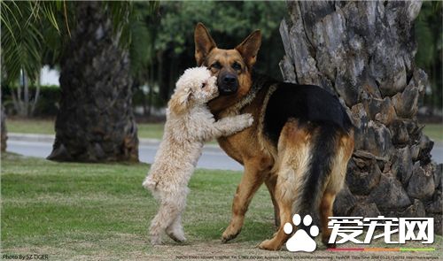 德國牧羊犬喂養的幾個要領 幼犬不宜喂牛奶