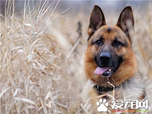 德國牧羊犬鑒定 德國牧羊犬的體長略大於身高