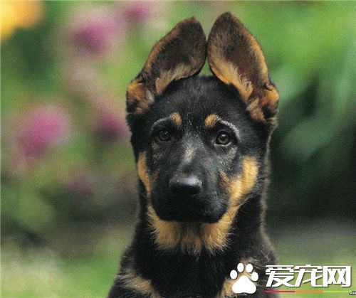 德國牧羊犬鑒定 德國牧羊犬的體長略大於身高