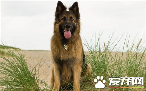 德國牧羊犬怕什麼狗 公認的就是藏獒