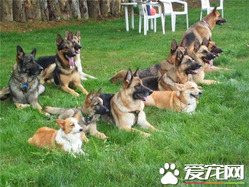 德國牧羊犬和黑背的區別 黑背是德國牧羊犬俗稱