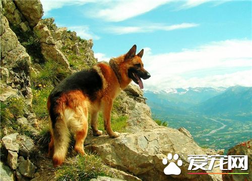 德國牧羊犬和黑背的區別 黑背是德國牧羊犬俗稱