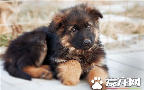 德國牧羊犬怕什麼狗 公認的就是藏獒