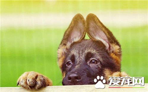 德國牧羊犬怕什麼狗 公認的就是藏獒