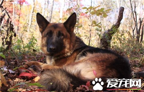 德國牧羊犬和黑背的區別 黑背是德國牧羊犬俗稱