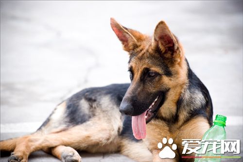 德國牧羊犬幼犬打不打疫苗 這是必須要打的