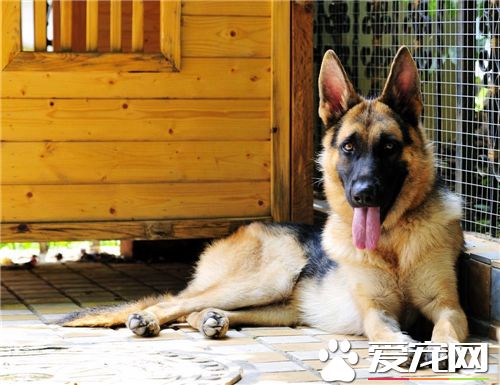 德國牧羊犬幼犬打不打疫苗 這是必須要打的