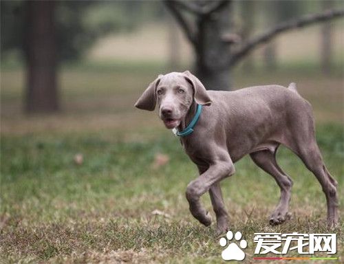 德國魏瑪犬吃什麼 四種不能缺少的食物