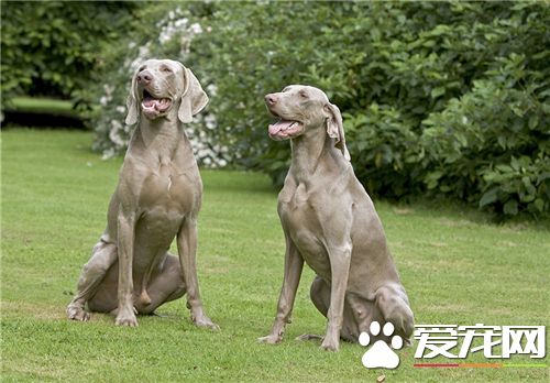 德國魏瑪犬打獵怎樣 魏瑪犬打獵是相當厲害的